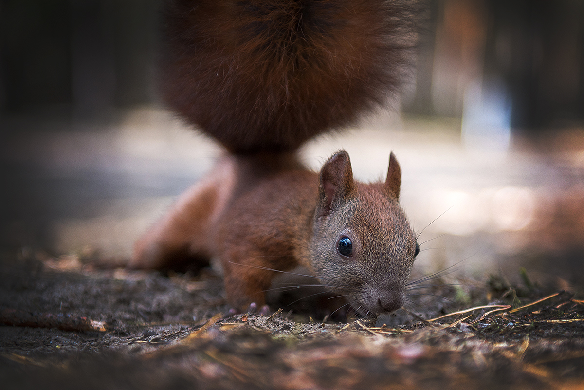 Eichhörnchen im Wald