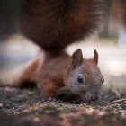 Eichhörnchen im Wald