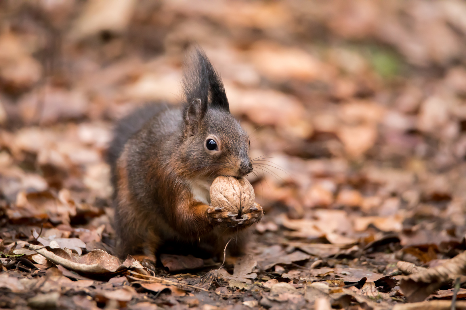 Eichhörnchen im Wald