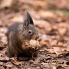 Eichhörnchen im Wald