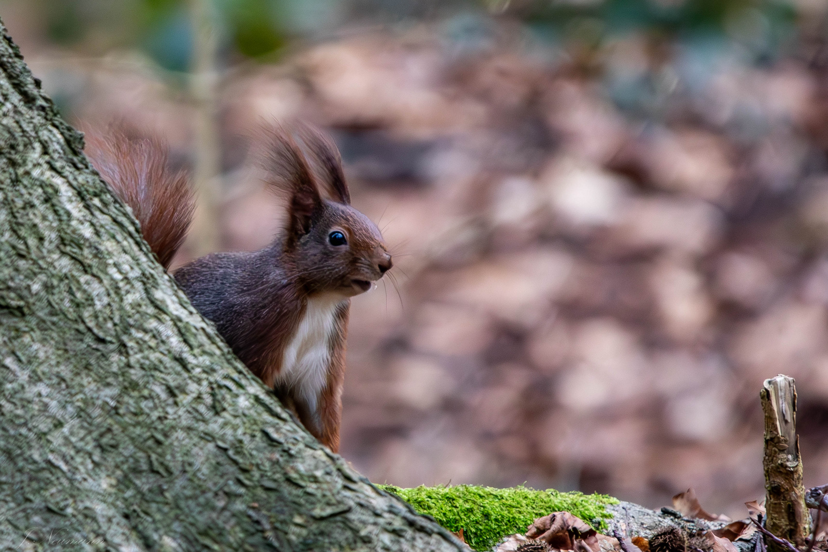 Eichhörnchen im Wald