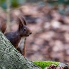 Eichhörnchen im Wald