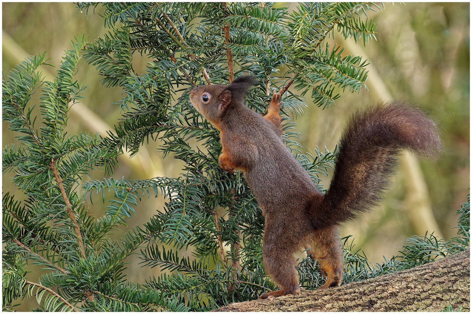 Eichhörnchen im Wald