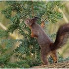 Eichhörnchen im Wald