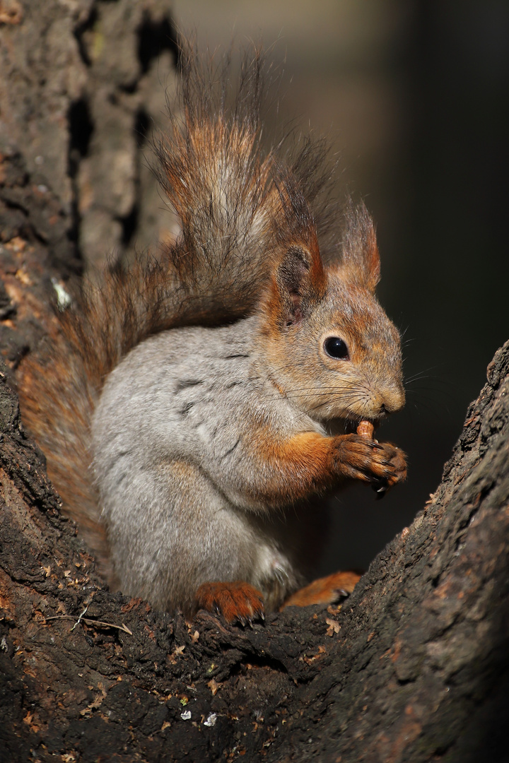 Eichh rnchen im Wald Foto Bild tiere wildlife Eichh rnchen im Wald Foto Bild tiere wildlife