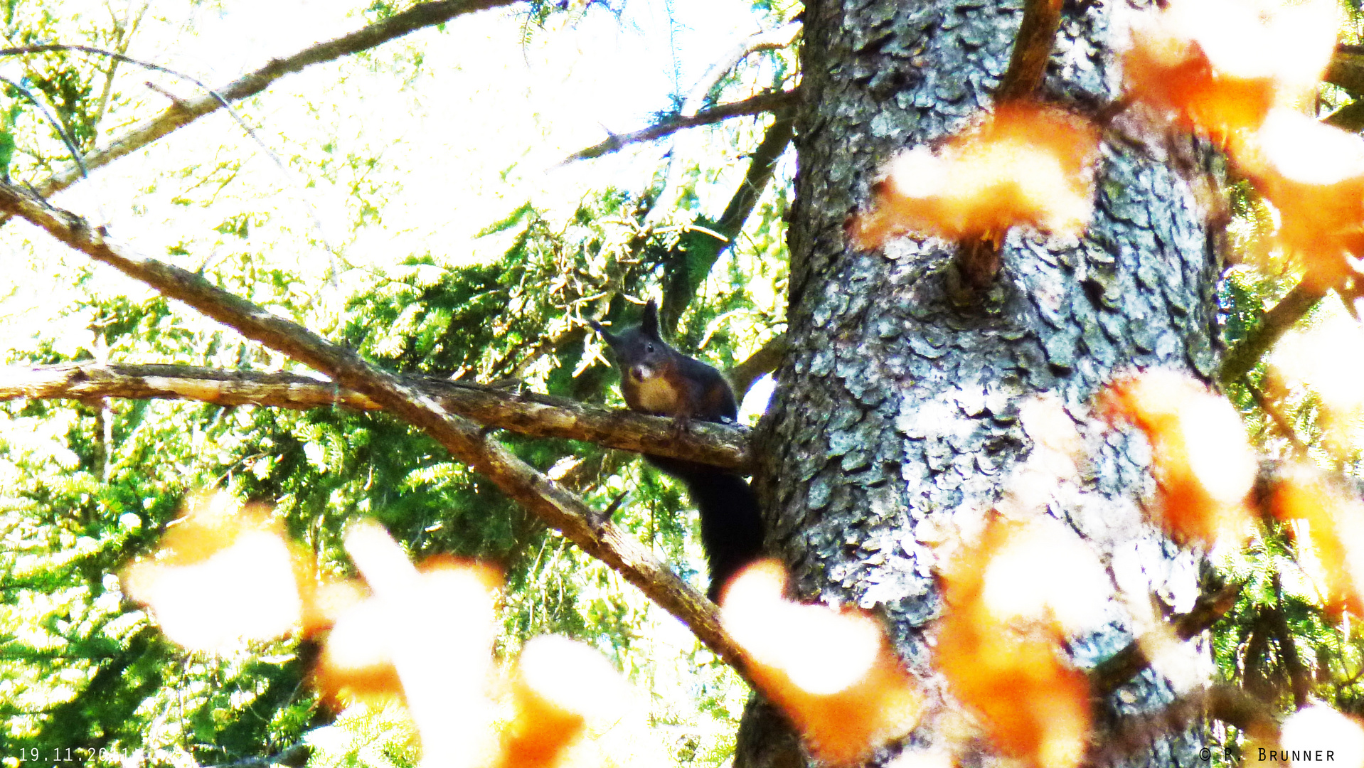 Eichhörnchen im Wald