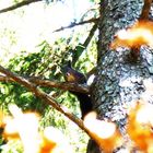 Eichhörnchen im Wald