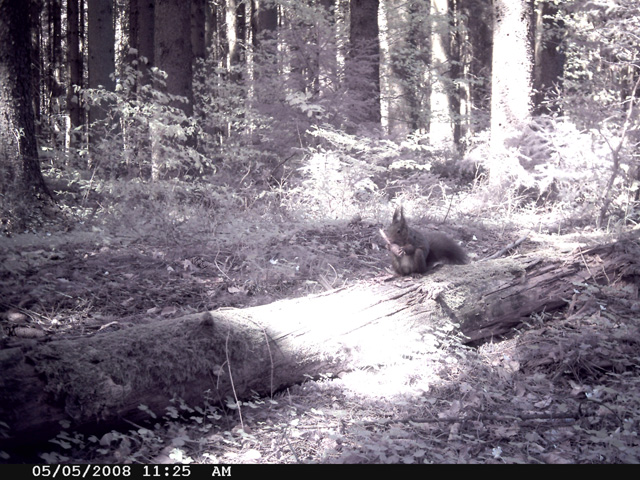 Eichhörnchen im Wald