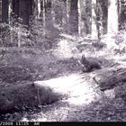 Eichhörnchen im Wald