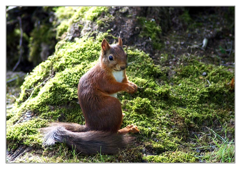 Eichhörnchen im Wald