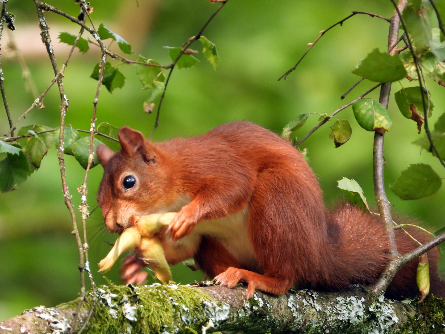 Eichhörnchen im Wald