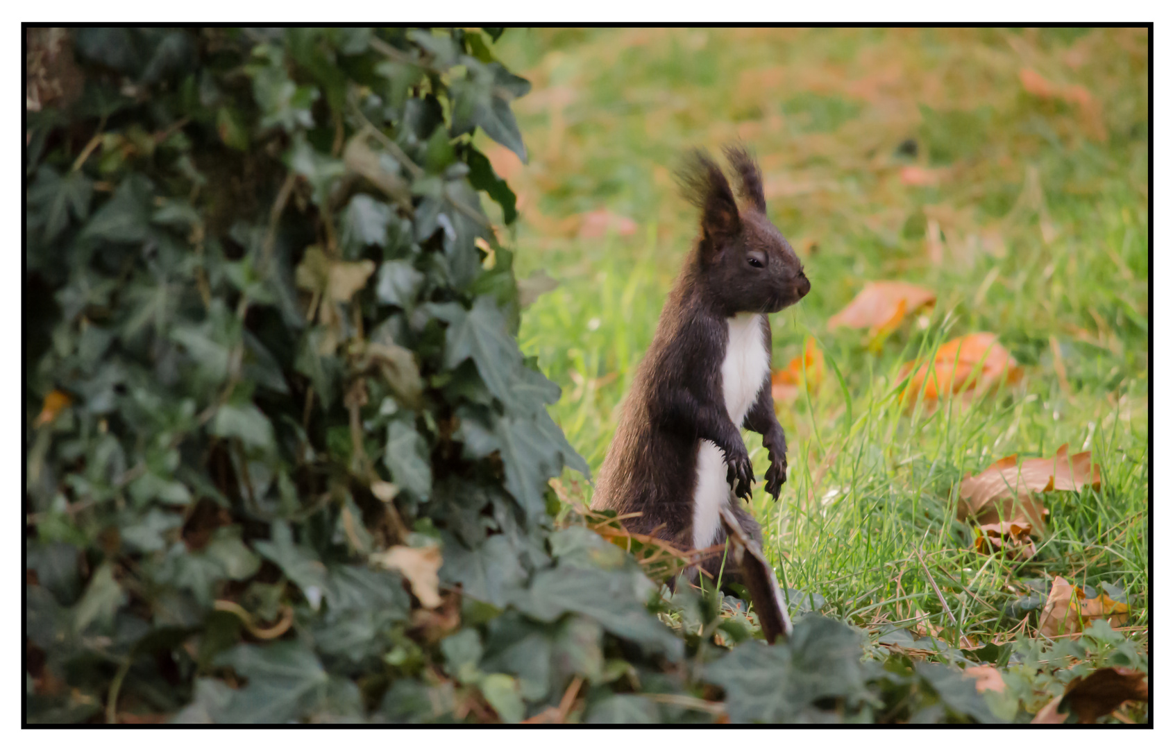 Eichhörnchen im Walde