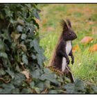 Eichhörnchen im Walde