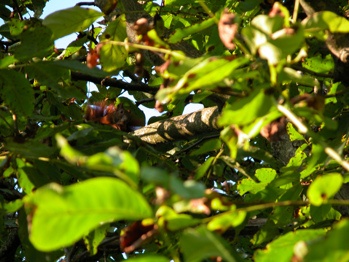 Eichhörnchen im Wallnussbaum versteckt