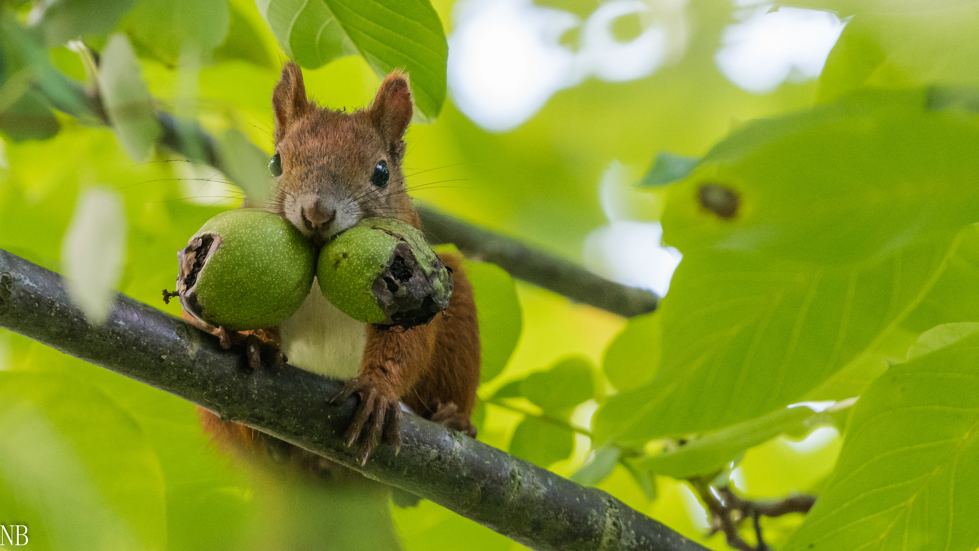 "Eichhörnchen im Walnussbaum 2023"