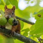 "Eichhörnchen im Walnussbaum 2023"