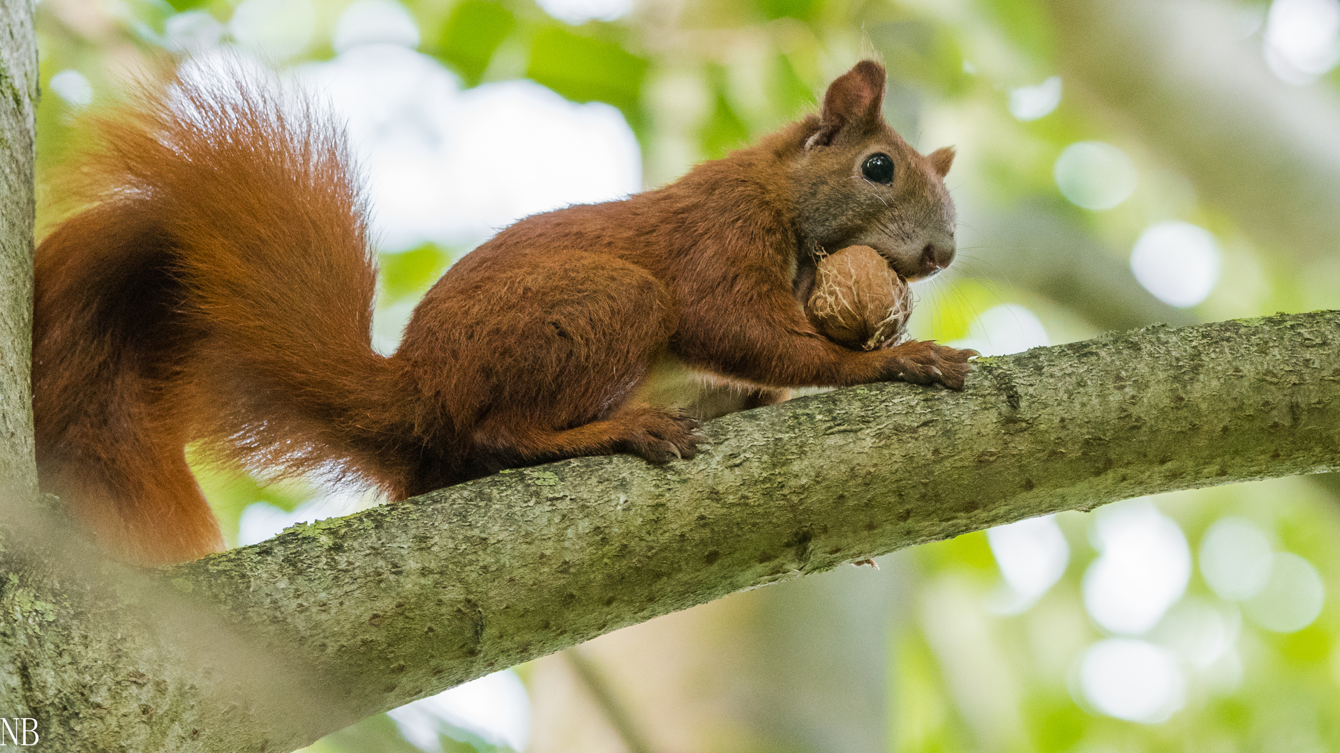 "Eichhörnchen im Walnussbaum 2023 II"