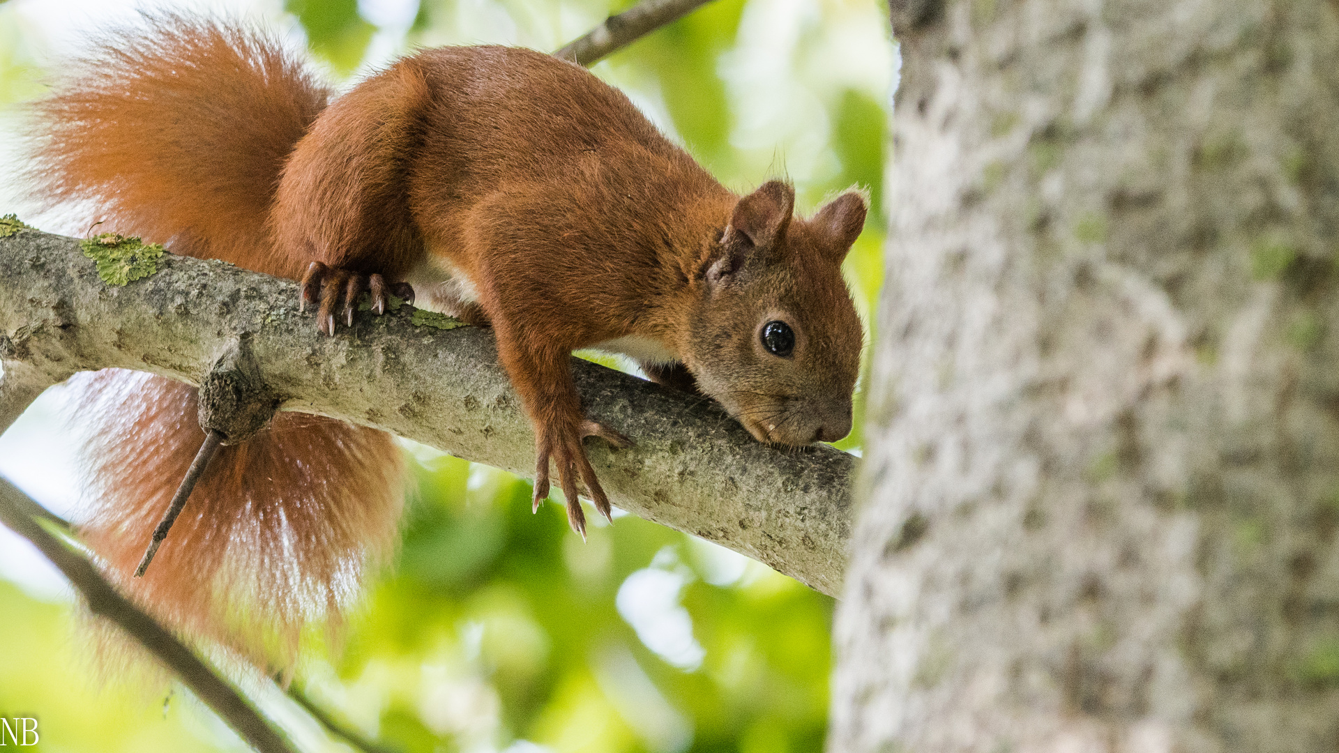 "Eichhörnchen im Walnussbaum 2023 III"