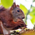 Eichhörnchen im Walnussbaum