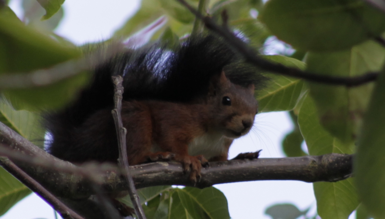 Eichhörnchen im Walnußbaum