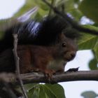 Eichhörnchen im Walnußbaum