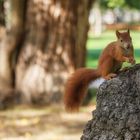 Eichhörnchen im Wiener Prater