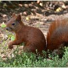 Eichhörnchen im Wildpark gesichtet. So nah war ich denen noch nie gekommen.