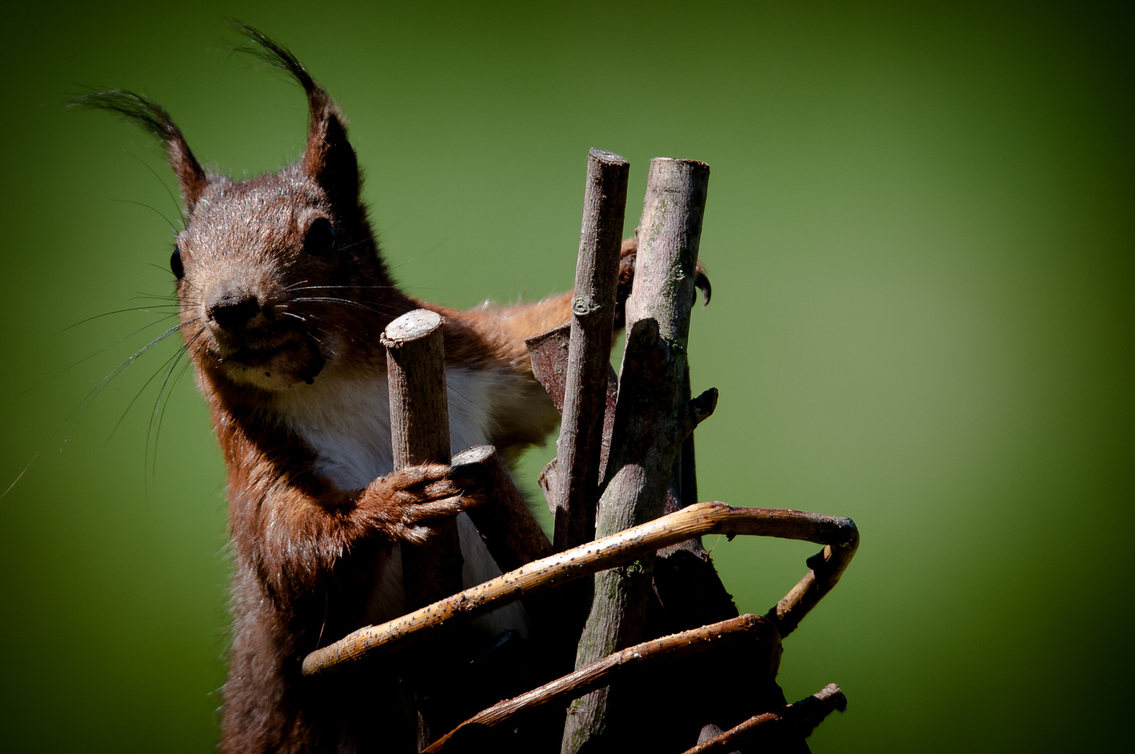 Eichhörnchen im Wind