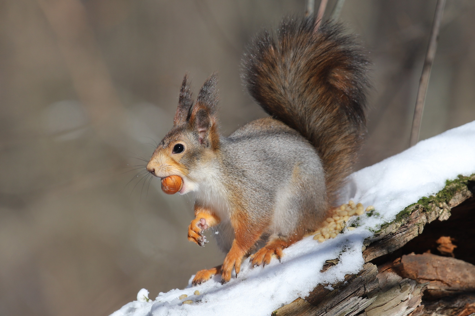 Eichhörnchen im Winter