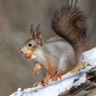 Eichhörnchen im Winter