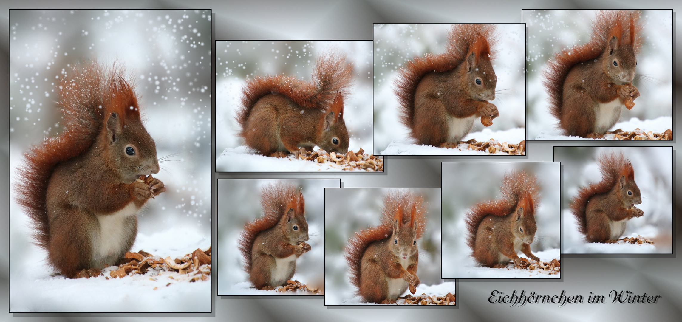 Eichhornchen Im Winter Foto Bild Tiere Wildlife Saugetiere Bilder Auf Fotocommunity