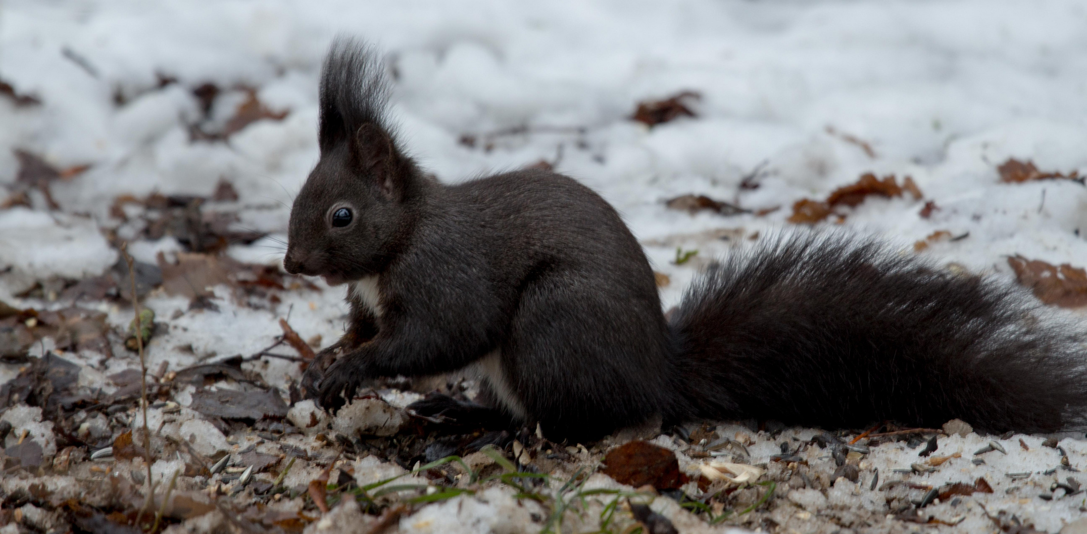 Eichhörnchen im Winter