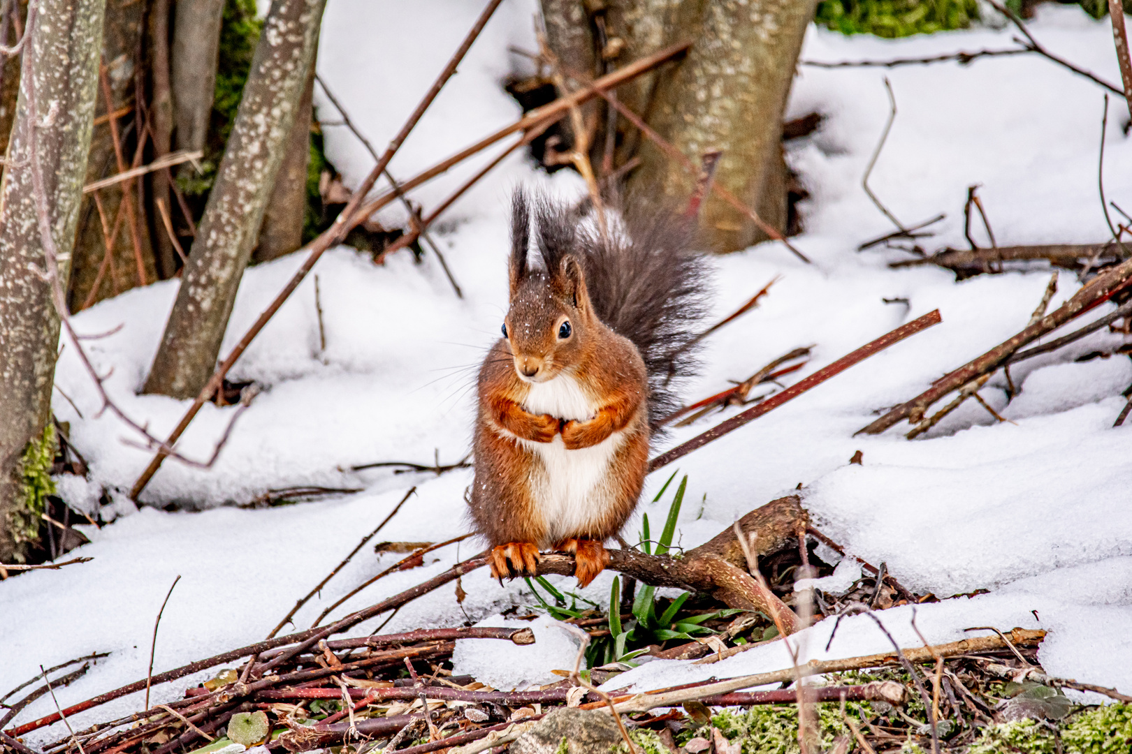 Eichhörnchen im Winter