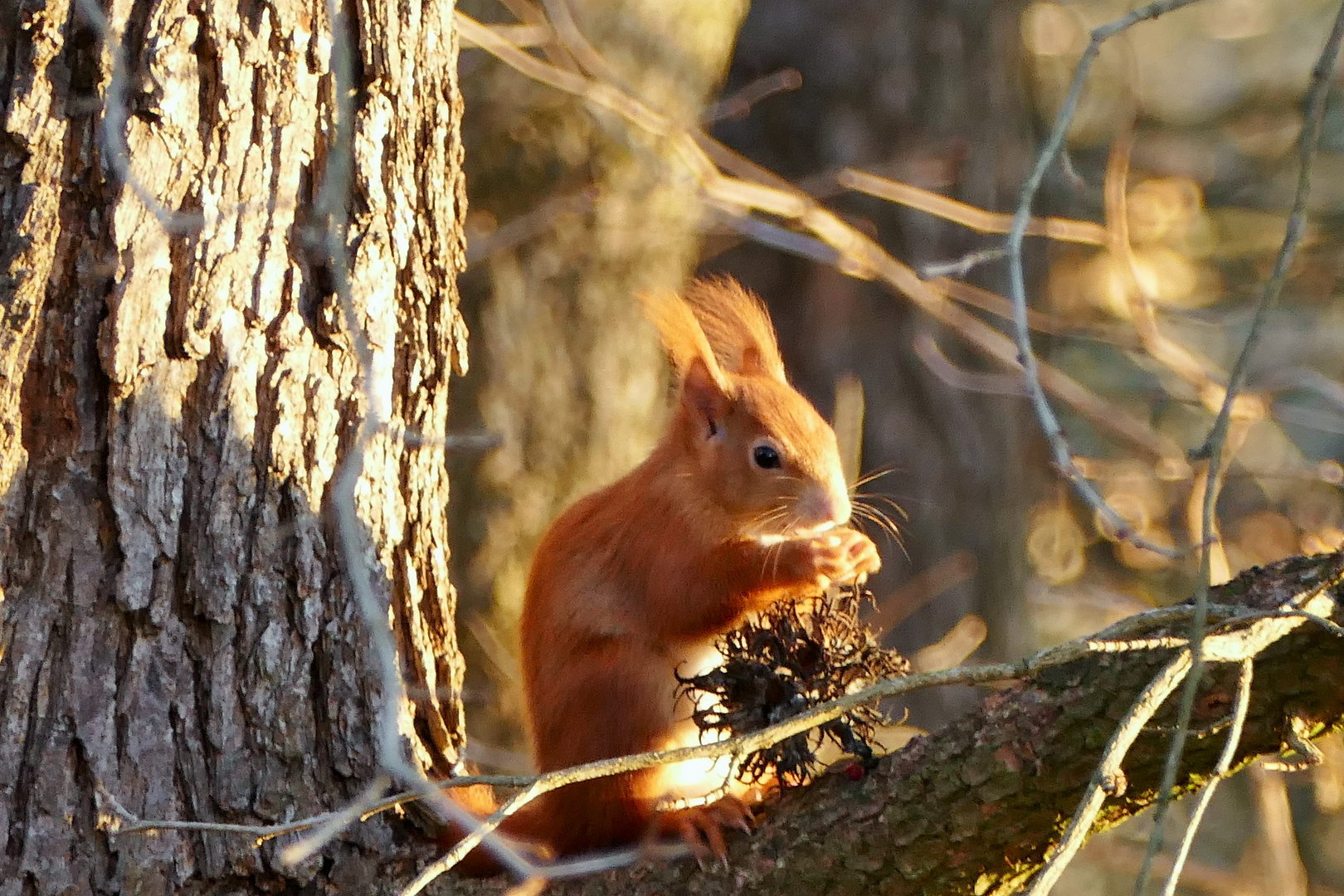 Eichhörnchen im Winter