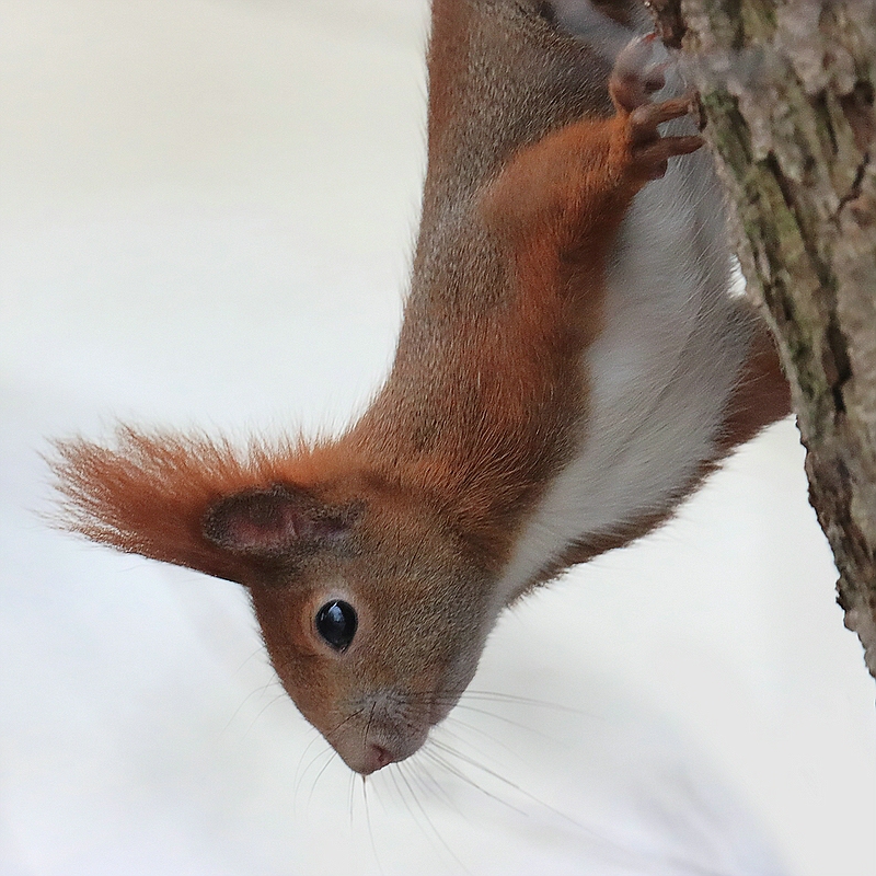 Eichhörnchen im Winter