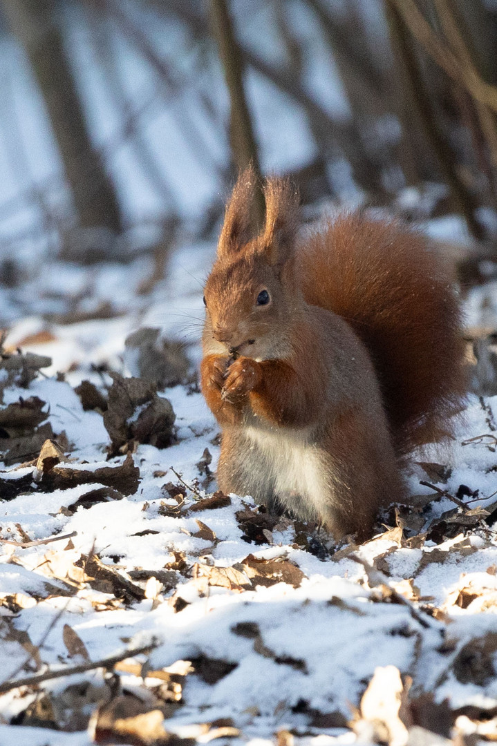 Eichhörnchen im Winter 