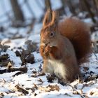 Eichhörnchen im Winter 