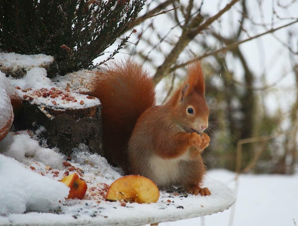 Eichhörnchen im Winter 