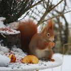Eichhörnchen im Winter 