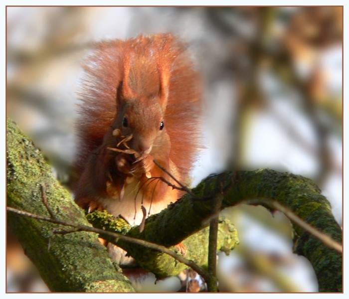 Eichhörnchen im Winter