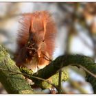 Eichhörnchen im Winter