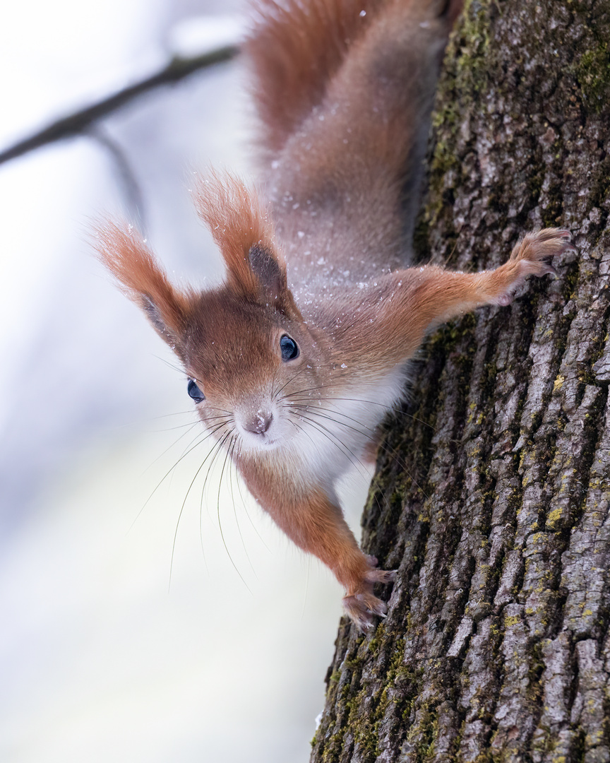 Eichhörnchen im Winter 