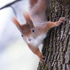 Eichhörnchen im Winter 