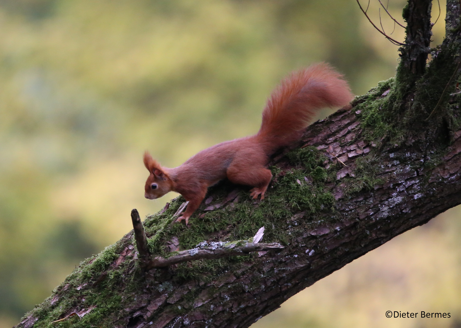 Eichhörnchen im Winterpelz