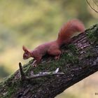 Eichhörnchen im Winterpelz