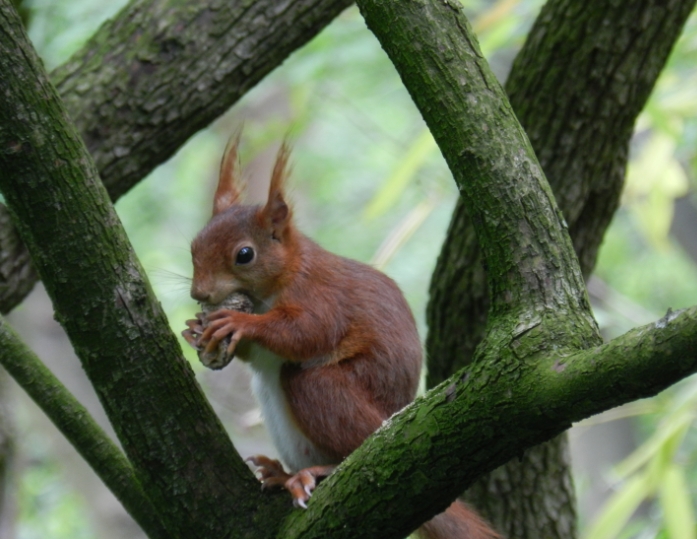 Eichhörnchen im wuchtigen Naturrahmen