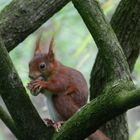 Eichhörnchen im wuchtigen Naturrahmen