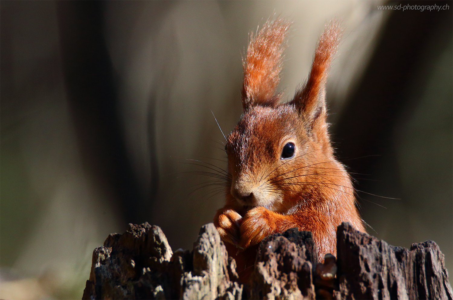 Eichhörnchen in Abendlicht