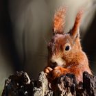 Eichhörnchen in Abendlicht