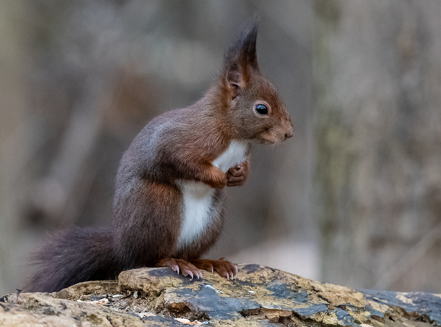 Eichhörnchen in abwartender Haltung